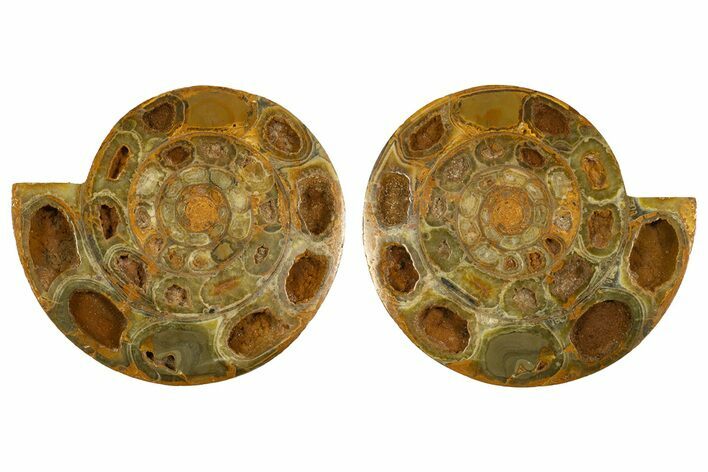 Cut & Polished Jurassic Ammonite (Perisphinctes) Fossil #336423